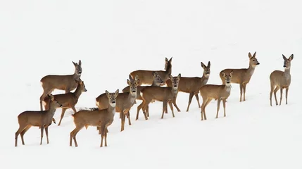 Papier Peint photo autocollant Cerf troupeau de chevreuils sur neige blanche