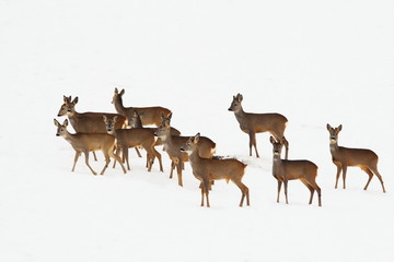 roe deers in a winter day