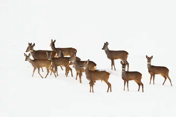 Door stickers Roe roe deers in a winter day