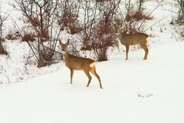Aluminium Prints Roe roe deers in the snow