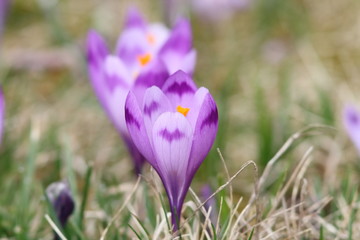 spring wild flower on meadow