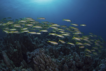 Obraz premium Yellowfin Goatfish, Gelbflossen-Meerbarben (Mulloides vanicolensis)