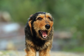 teckel dog portrait