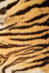 Fototapeta na wymiar tiger real fur