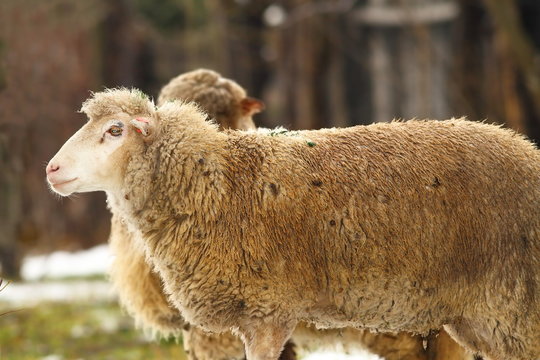 sheep in the farmyard