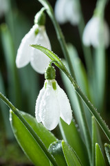 Snowdrops- spring white flowers with soft background