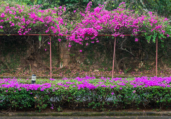 Pink Bougainvillea flower row