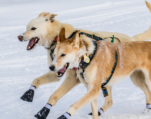 Iditarod sled dogs