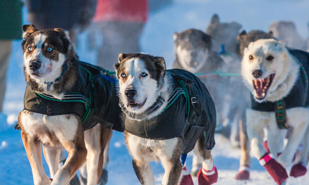 Yukon Quest Sled Dogs