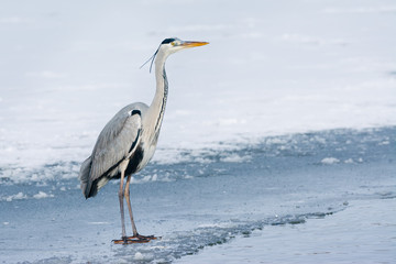 Grey Heron standing in the snow, a cold winter day
