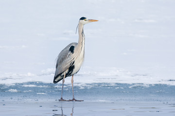 Grey Heron standing in the snow, a cold winter day