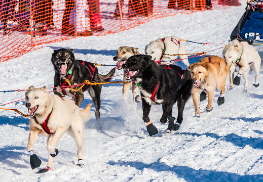 Yukon Quest sled dogs