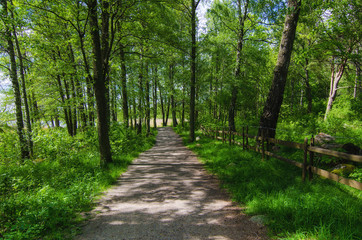 Green sunny spring scandinavian park with hiking trail, tranquil natural seasonal background