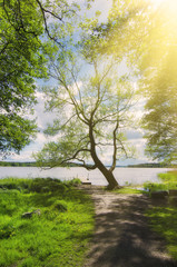 Picturesque scandinavian sunny spring landscape with tree and lake, natural seasonal background
