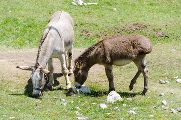 Two donkeys grazing grass