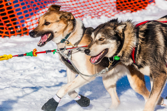 Yukon Quest Sled Dogs