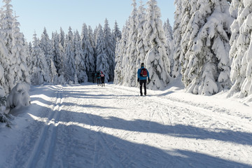 Winter road in mountains. Male skier on groomed ski trails for cross-country. Trees covered with fresh snow in sunny day in Karkonosze, Giant Mountains, Poland. 