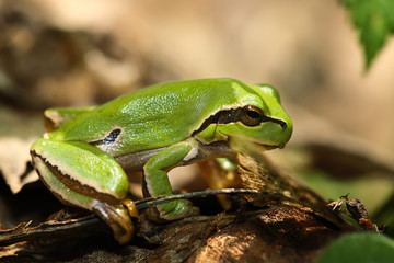 Green Tree Frog