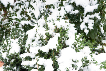 Dry branch covered with fluffy snow, winter background, bush covered with snow, the impact of the snowstorm, winter landscape