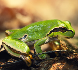 Green Tree Frog