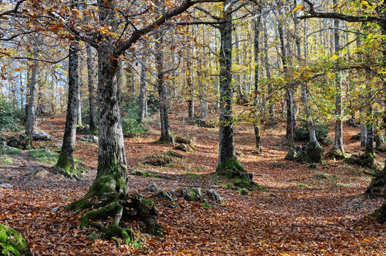 Il castagneto