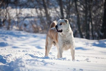 asian sheeper dog in the snow