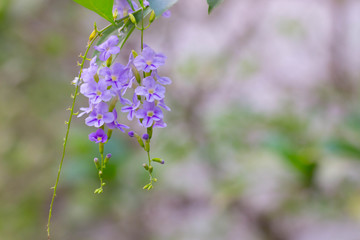 Purple little flower