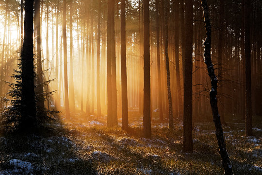 Fototapeta Sunrise in winter forest