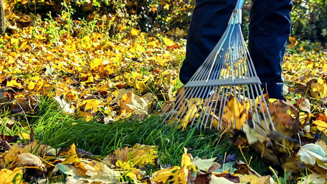 Gardener raking dry leaves in autumn garden