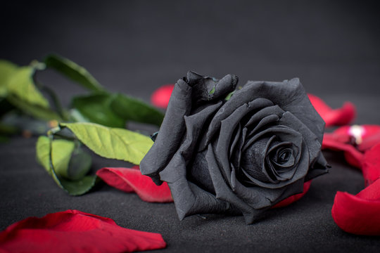 Rosa Negra sobre p&eacute;talos rojos 