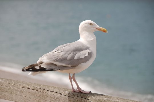 Seagull standing on a wooden rail over blue water