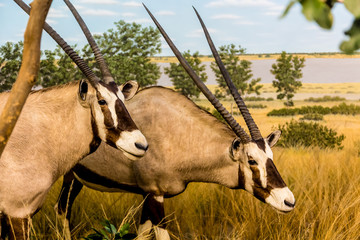 Two Gemsbok in the Grasslands