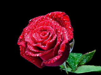 Red rose