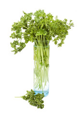 Fresh Parsley on White Background – A bunch of fresh parsley in a glass.