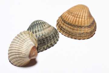 Still life  seashells on a white background.