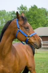 Arabian Horse in Pasture – A bay Arabian horse stands in his pasture. Pieces of grass are hanging out his mouth.