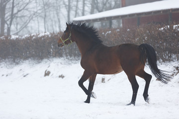 Fototapeta na wymiar Horse running in winter