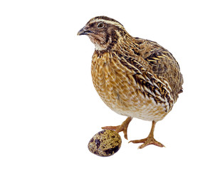 Fototapeta premium Adult domesticated quail with egg isolated on white background 