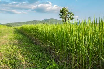 Green rice fields of Thailand.