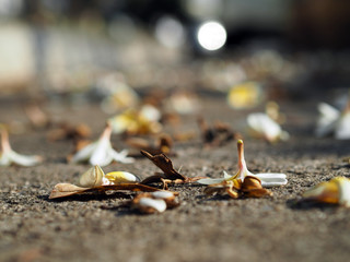 White and Brown Plumeria Frangipani flowers fallen lying on the ground