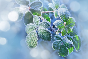 Hoarfrost on the leaves, closeup