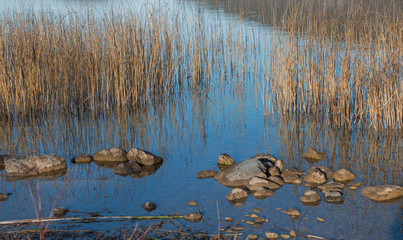 Obraz premium Seeufer mit Steinen und Schilfgras