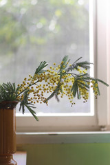Sensitive plant (mimosa) in the vase by the window. Selective focus.