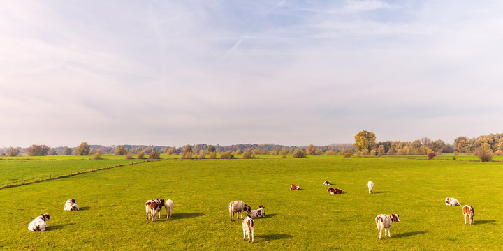 Farmland with cows in the province of Gelderland