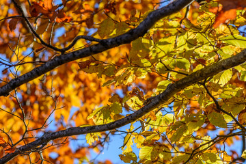 Naklejka na ściany i meble Yellow leaves with tree branches over blue sky. Background with