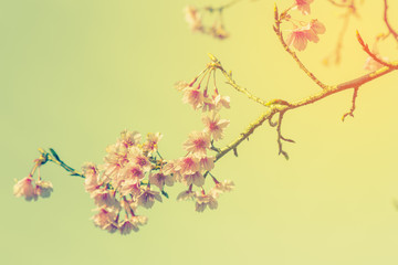 cherry blossom vintage and sotf light for natural background