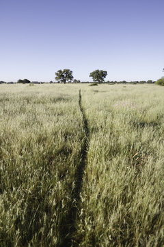 camino entre trigales y dos arboles 