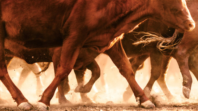 Cattle kicking up dust in outback, Dulacca, Queensland,  Australia