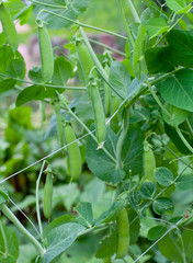 growing peas