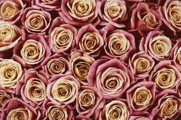 Rose flowers background